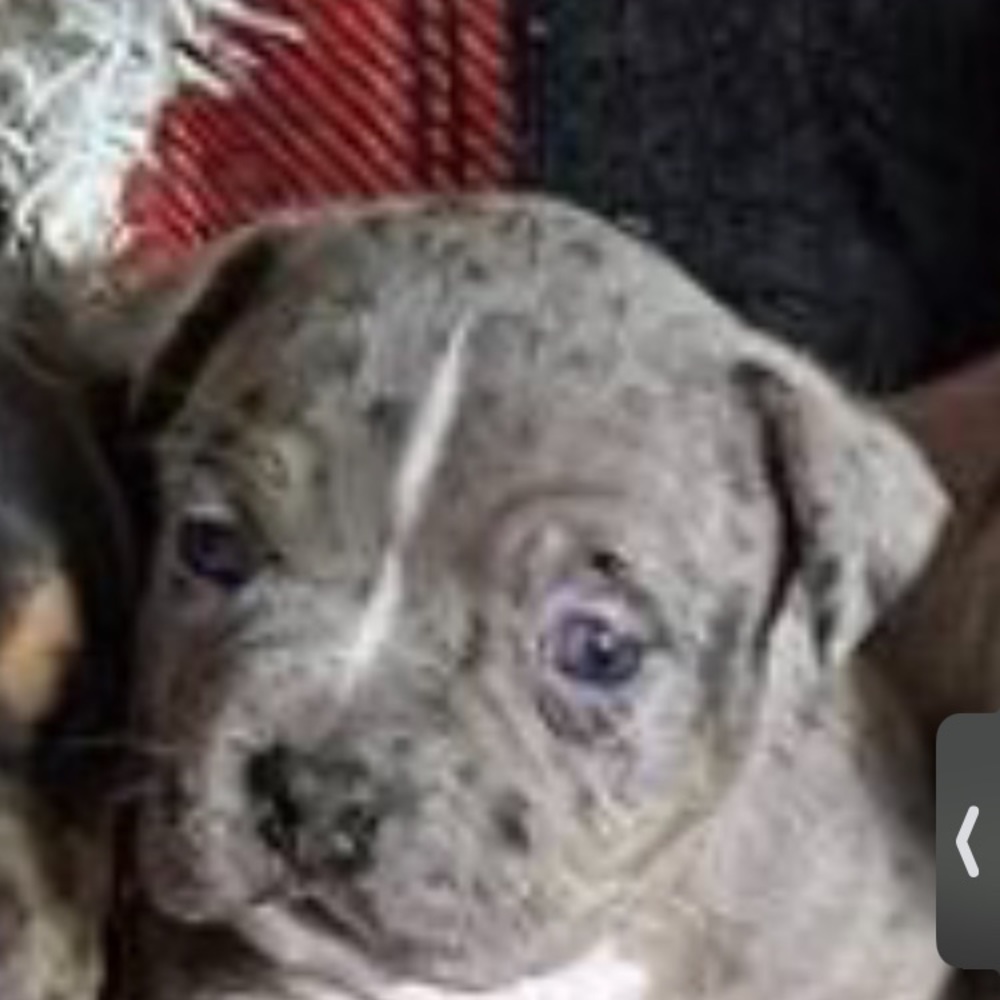 Meet your Posher, Jerney